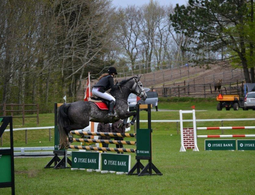 Dansk Varmblod Calikka Sortebjerg - morsø 2013, LB** <3 billede 8