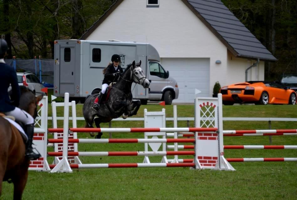 Dansk Varmblod Calikka Sortebjerg - “Der er tidspunkter, hvor vi kan stole på en hest. Tidspunkter, hvor vi ikke kan, og tidspunkter, hvor vi er nødt til det.” - åh, alt for ærlig hest :) <3  billede 13