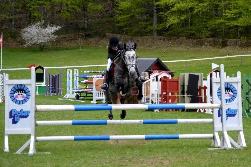Dansk Varmblod Calikka Sortebjerg - Grå til morsø 2013, i hendes første 110 klasse :)  billede 2