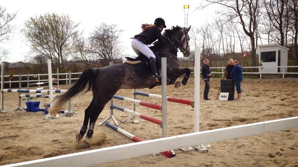 Dansk Varmblod Calikka Sortebjerg - Første stævne sammen... LD :)  billede 17