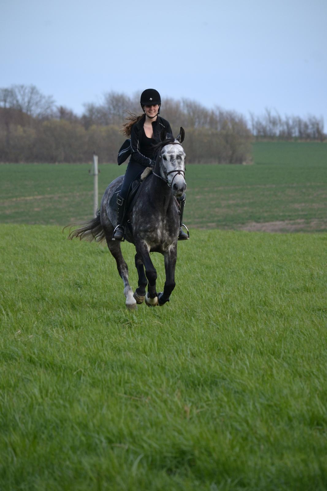 Dansk Varmblod Calikka Sortebjerg - "Friendship is like peeing on yourself: everyone can see it, but only you get the warm feeling that it brings." billede 4