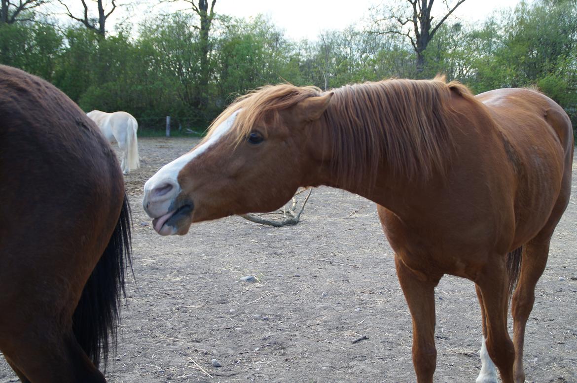 Arabisk fuldblod (OX) Saipo billede 2