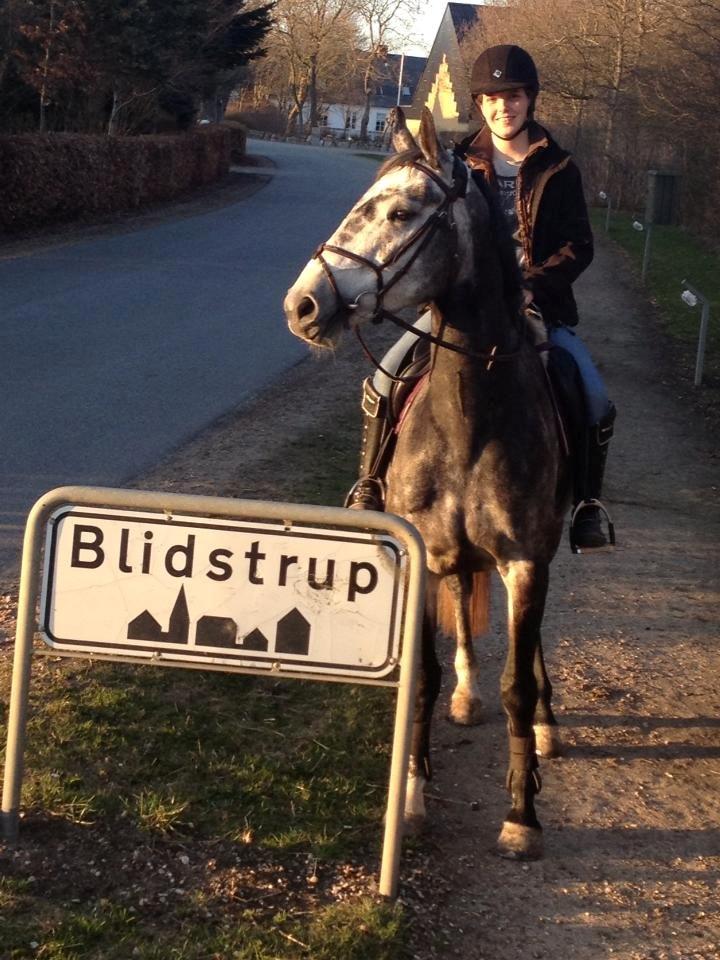 Dansk Varmblod Calikka Sortebjerg - Blidstrup Efterskole... er så glad for at kunne dele denne fantastiske tid med dig! :) billede 19