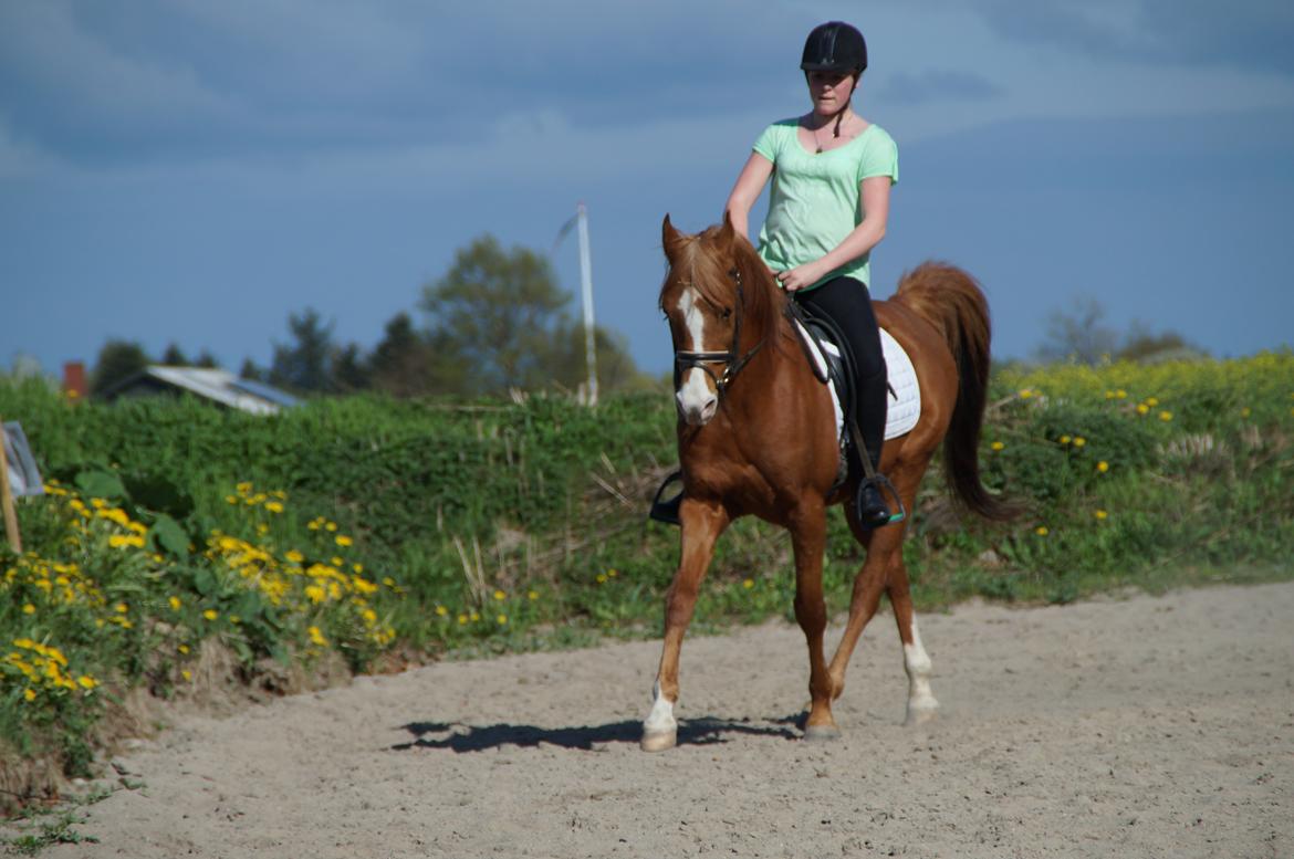 Arabisk fuldblod (OX) Saipo billede 5