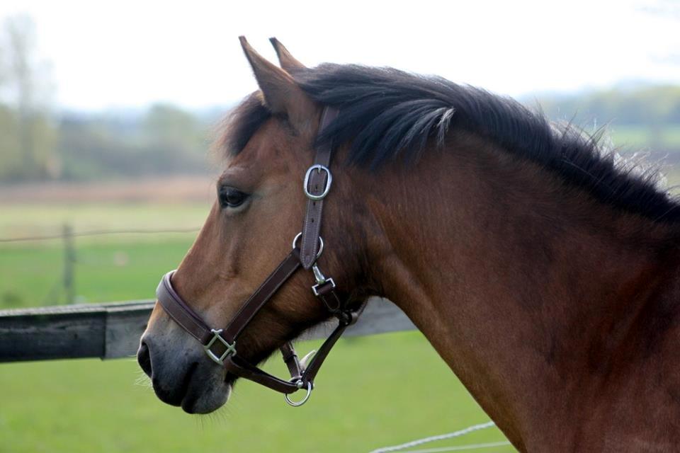 Hollandsk Sportspony Jasmijn - Jasmijn til DM indivuduelle. billede 4