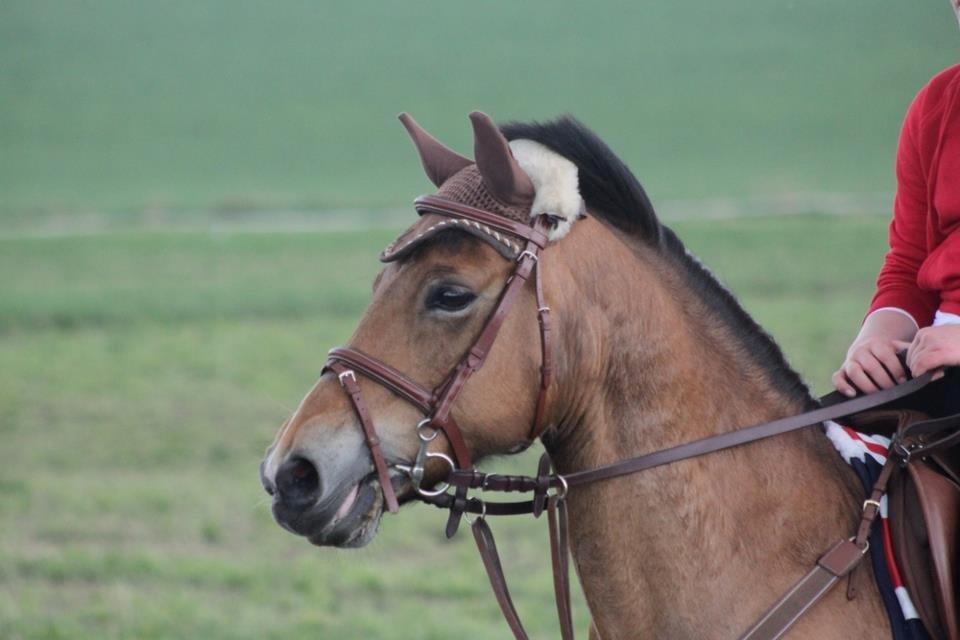 Hollandsk Sportspony Jasmijn billede 15