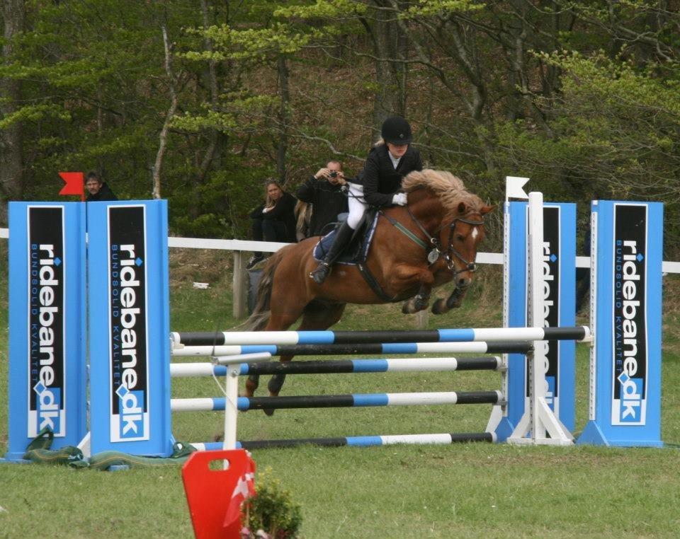 Welsh Pony af Cob-type (sec C) Bakkegaardens Aladdin - Allan. - Morsø 2013 billede 14