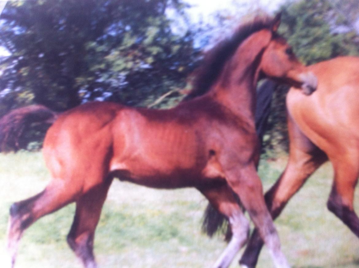 Dansk Varmblod Landlyst Corleone - Corleone som føl billede 1