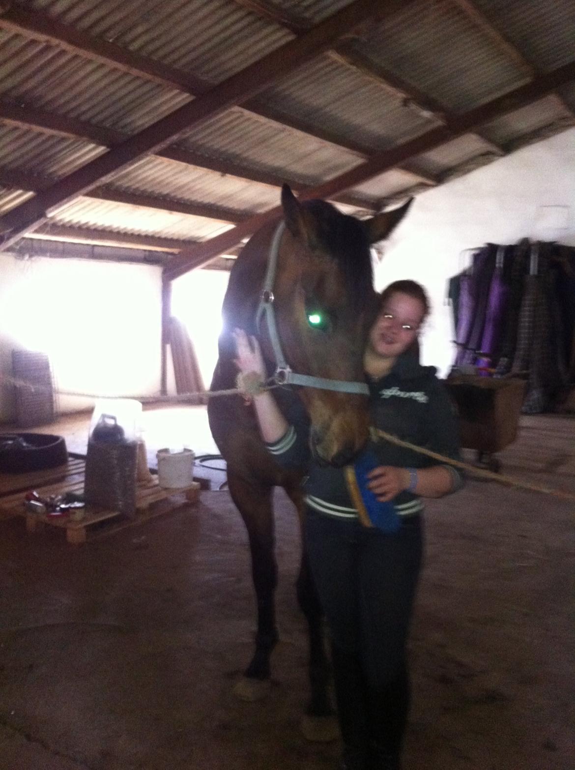 Dansk Varmblod Landlyst Corleone billede 3