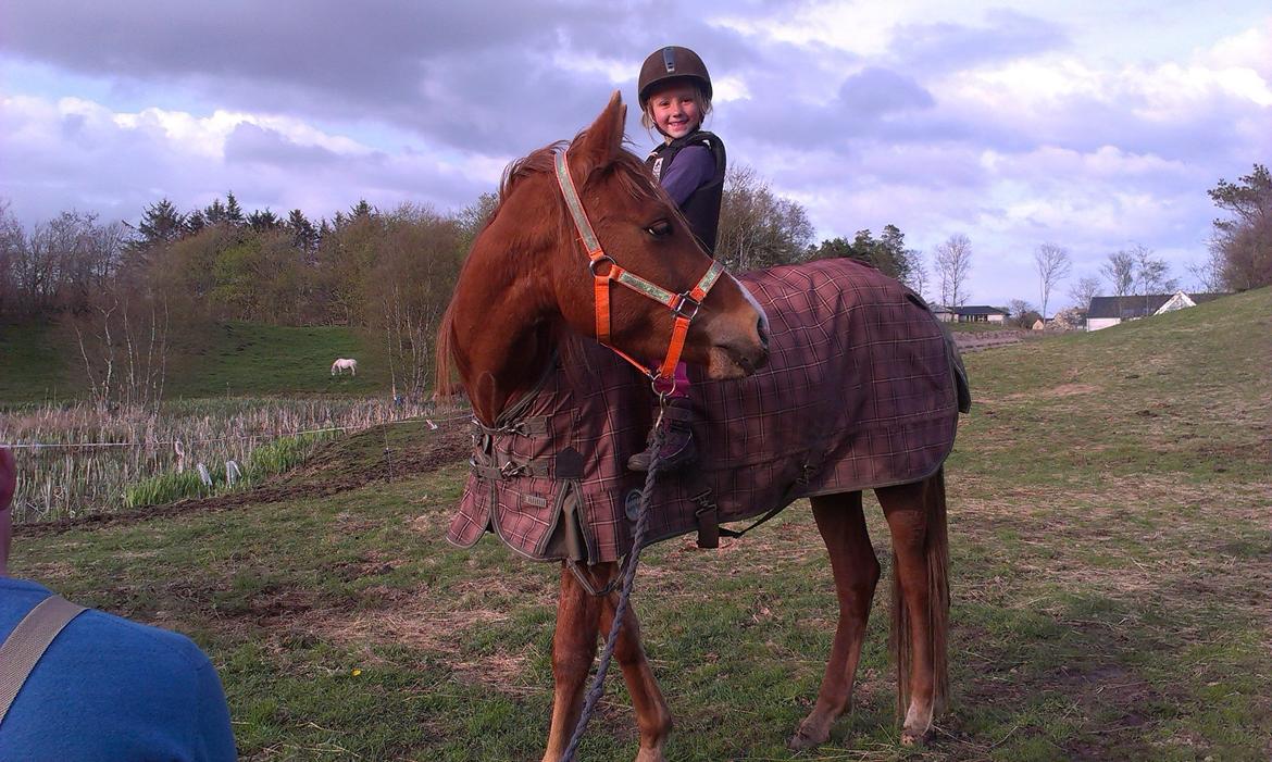 Anden særlig race Pepsi - hvad laver du lille menneske? ser han ud til at tænke :) billede 2