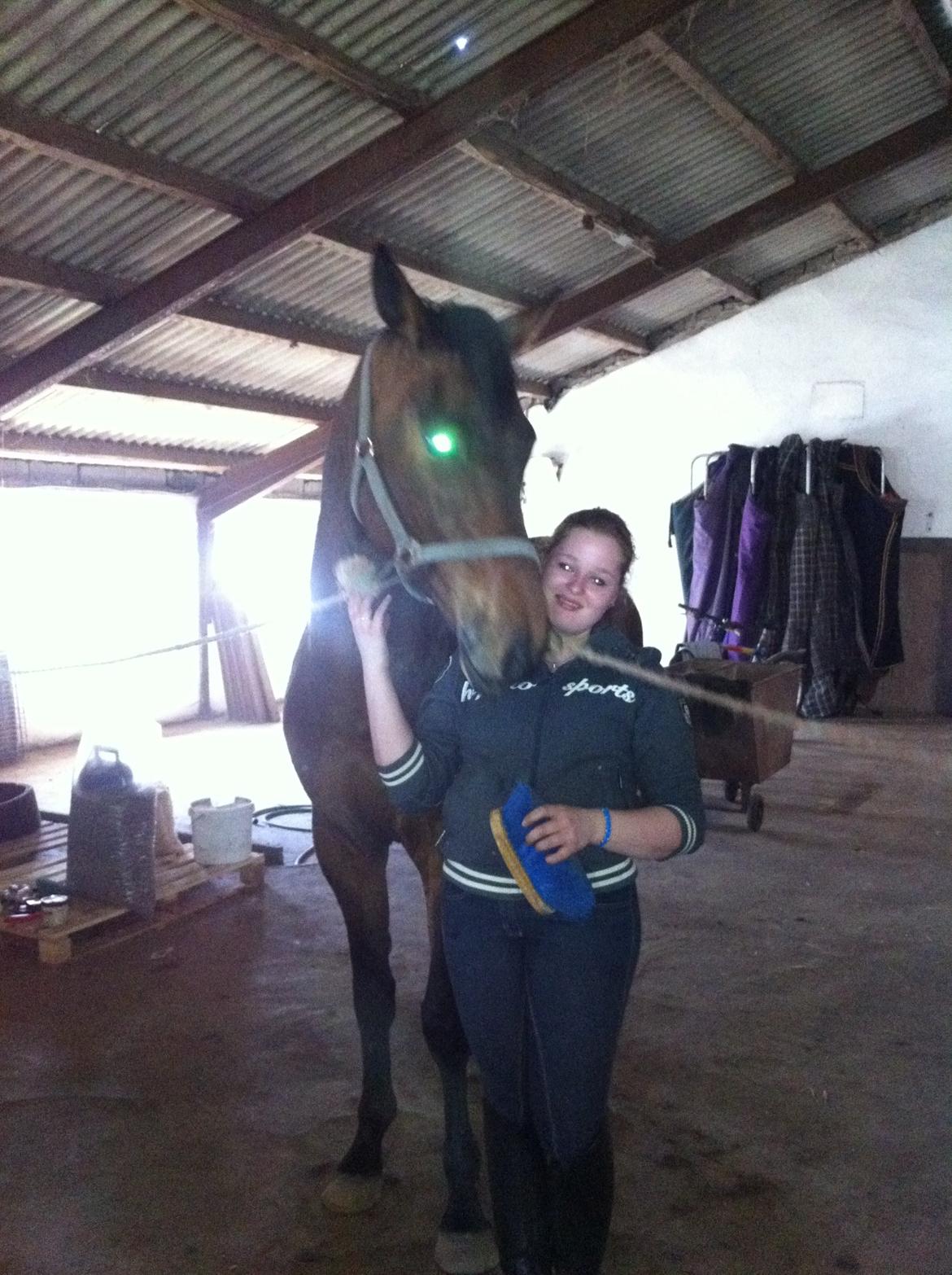 Dansk Varmblod Landlyst Corleone billede 4