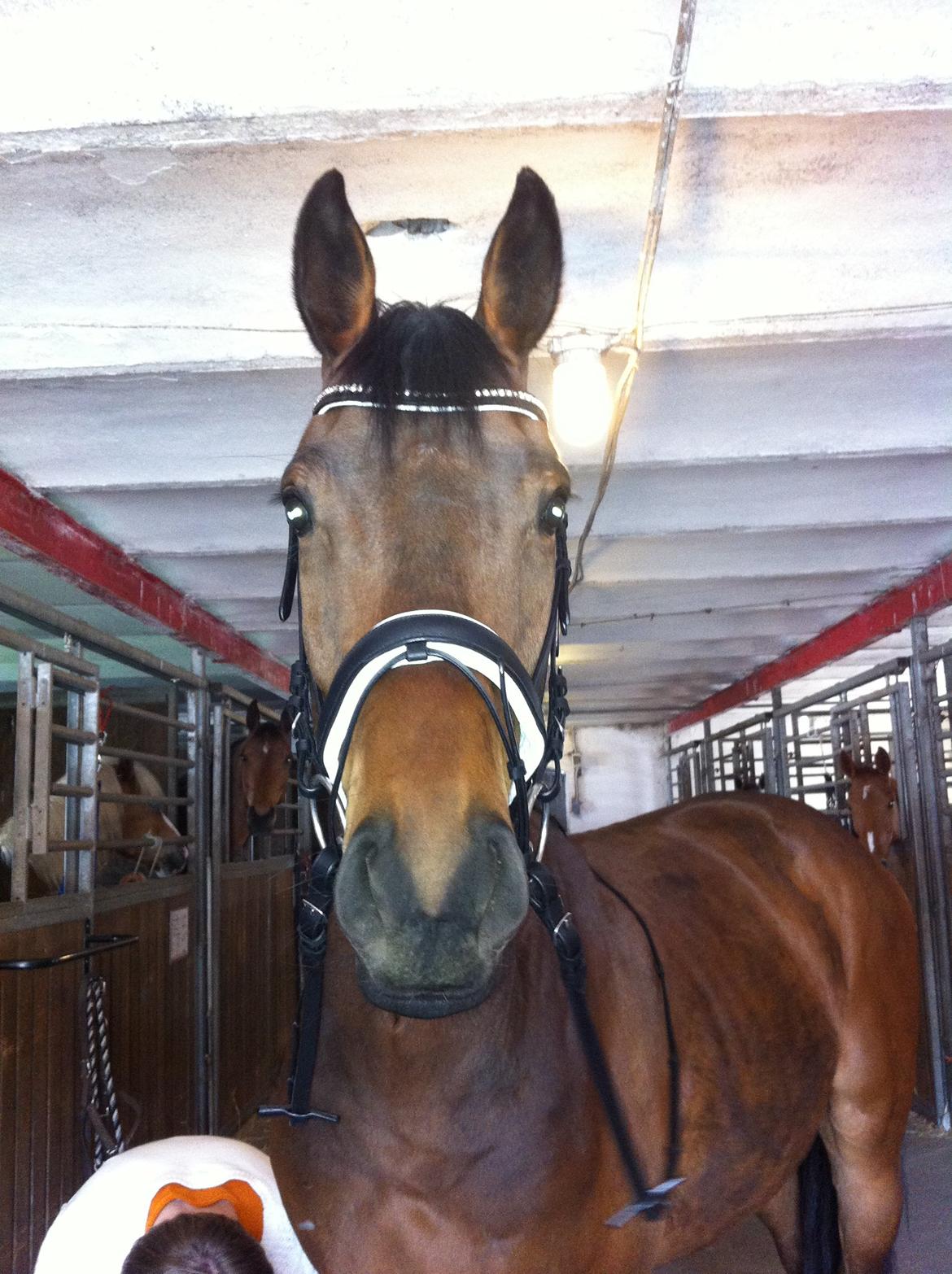 Dansk Varmblod Landlyst Corleone billede 5