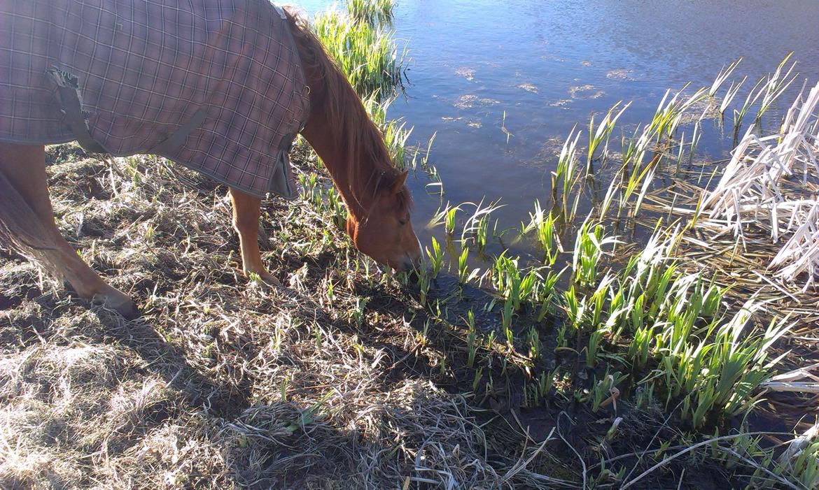 Anden særlig race Pepsi - Pepsi drikker selv af søen efter næsten tre dages shaping ;) billede 5