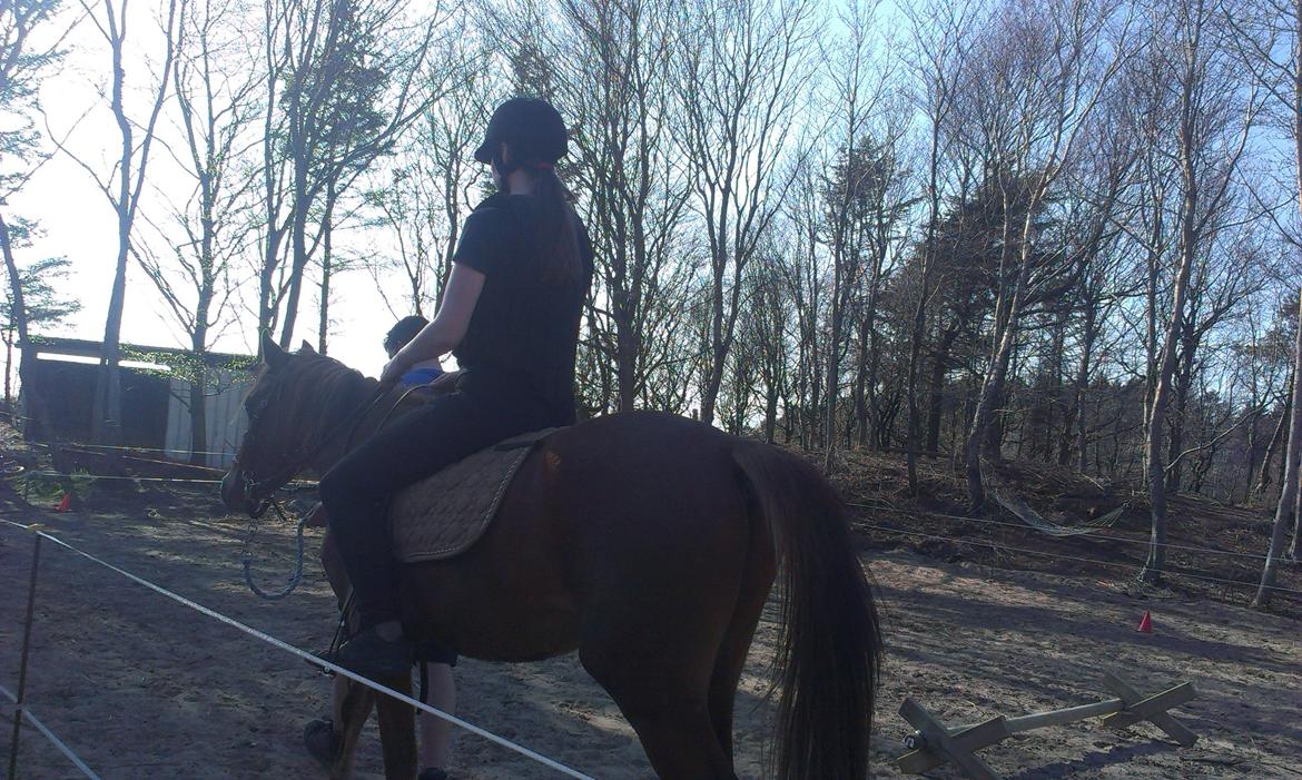 Anden særlig race Pepsi - Pepsi tilrides med trækker som støtte billede 6