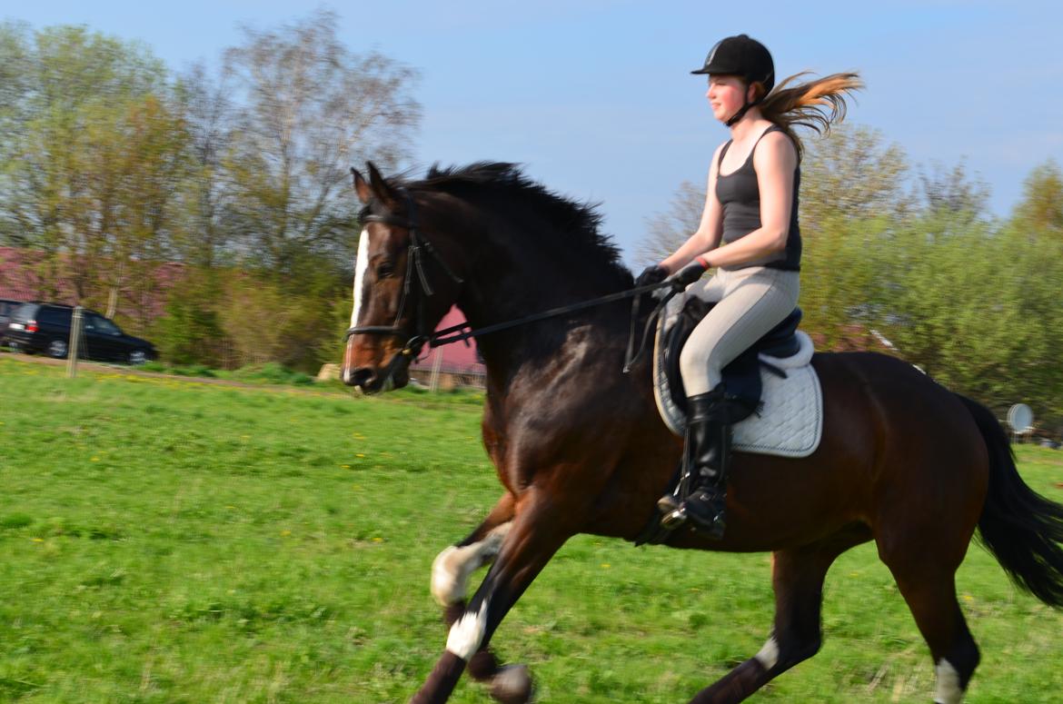 Dansk Varmblod Lucilla-HØM "SOLGT" billede 16