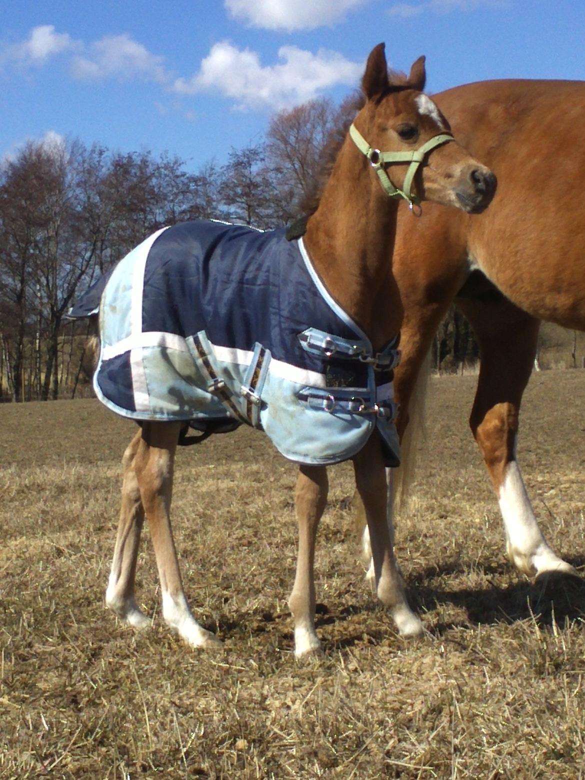 Anden særlig race Helleruphus  Anischa billede 10