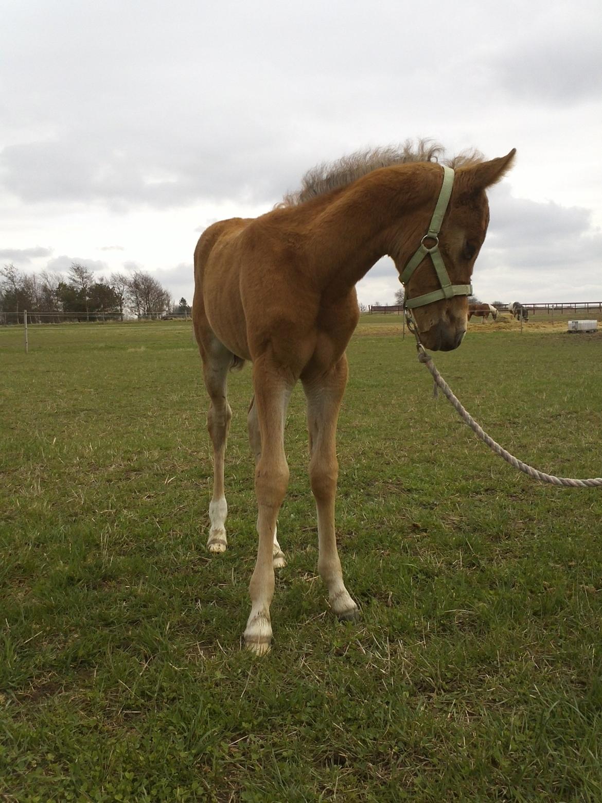 Anden særlig race Helleruphus  Anischa billede 11