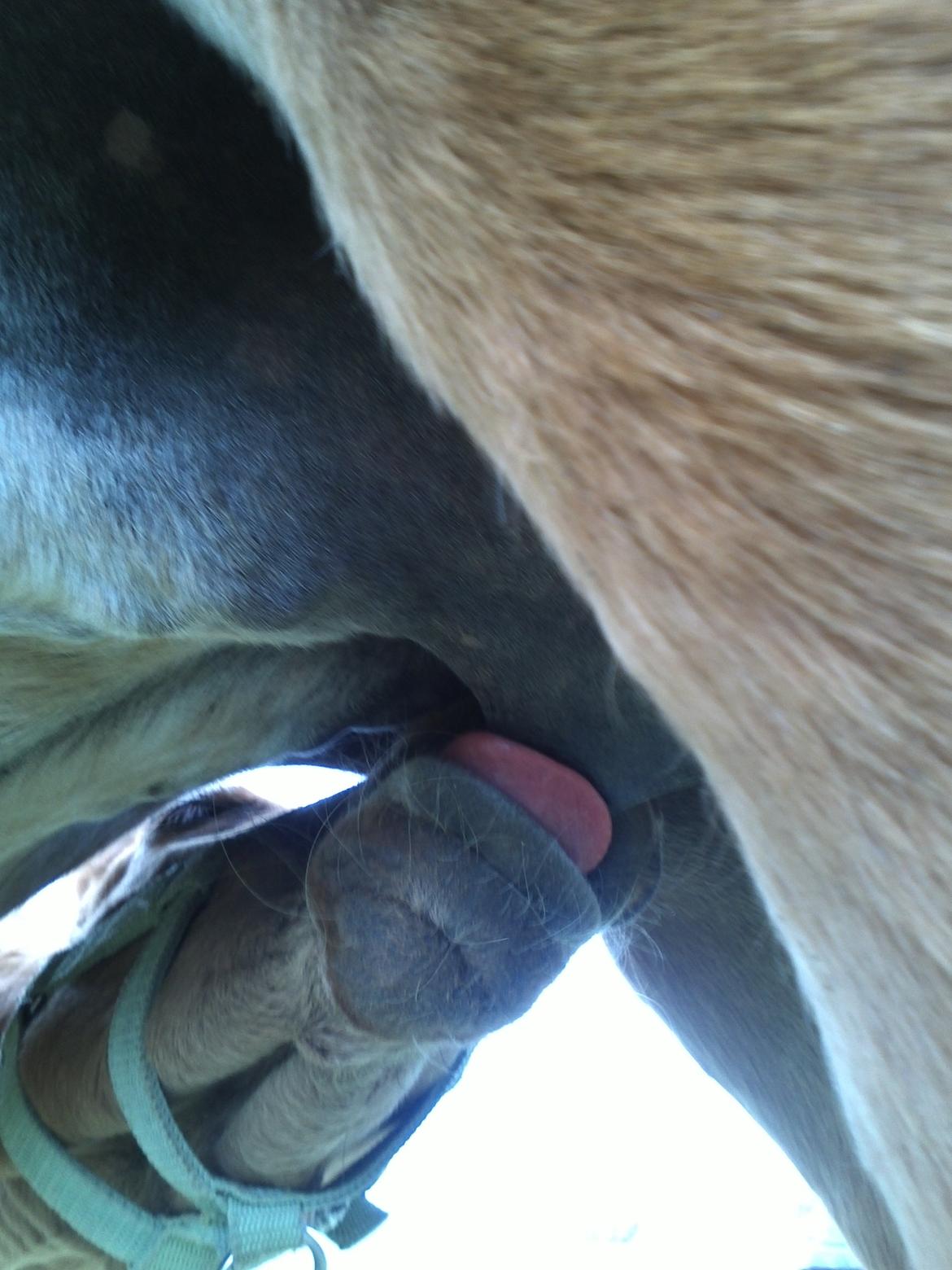 Anden særlig race Helleruphus  Anischa billede 12