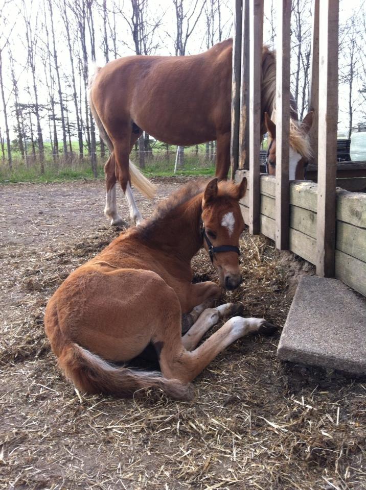 Anden særlig race Helleruphus  Anischa billede 13