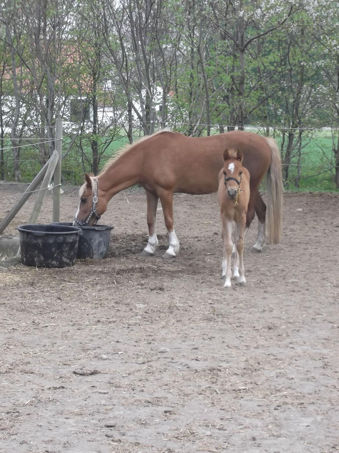 Anden særlig race Helleruphus  Anischa billede 14