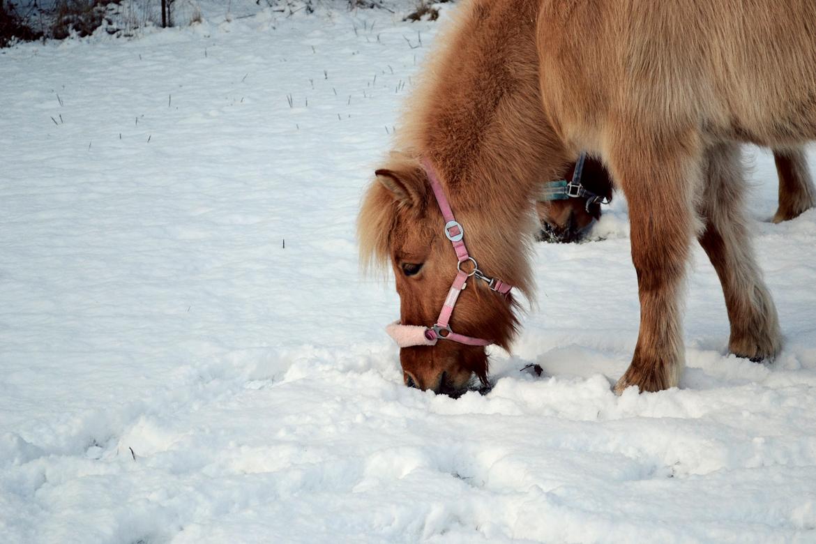 Islænder Sif fra Bølshavn - Vinteren '11 :)
so fluffy... <3 billede 14