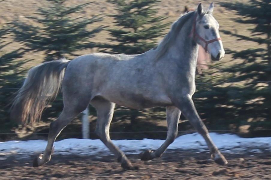 Anden særlig race Neron R.I.P billede 1