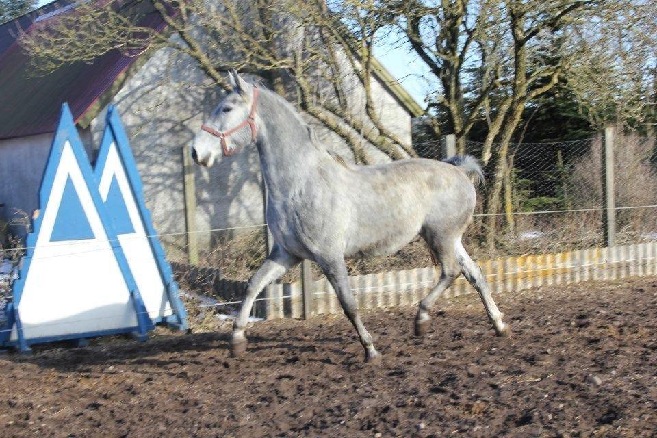 Anden særlig race Neron R.I.P billede 2