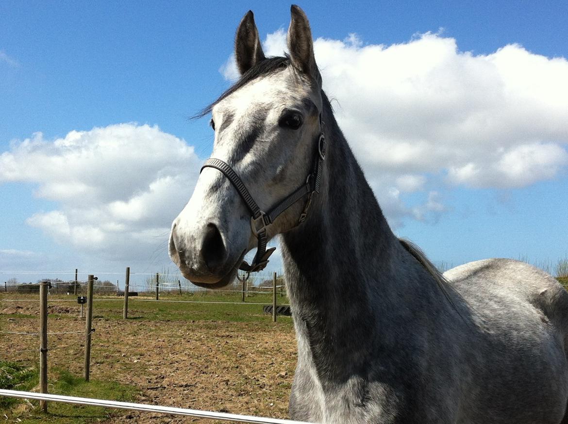 Anden særlig race Neron R.I.P billede 3