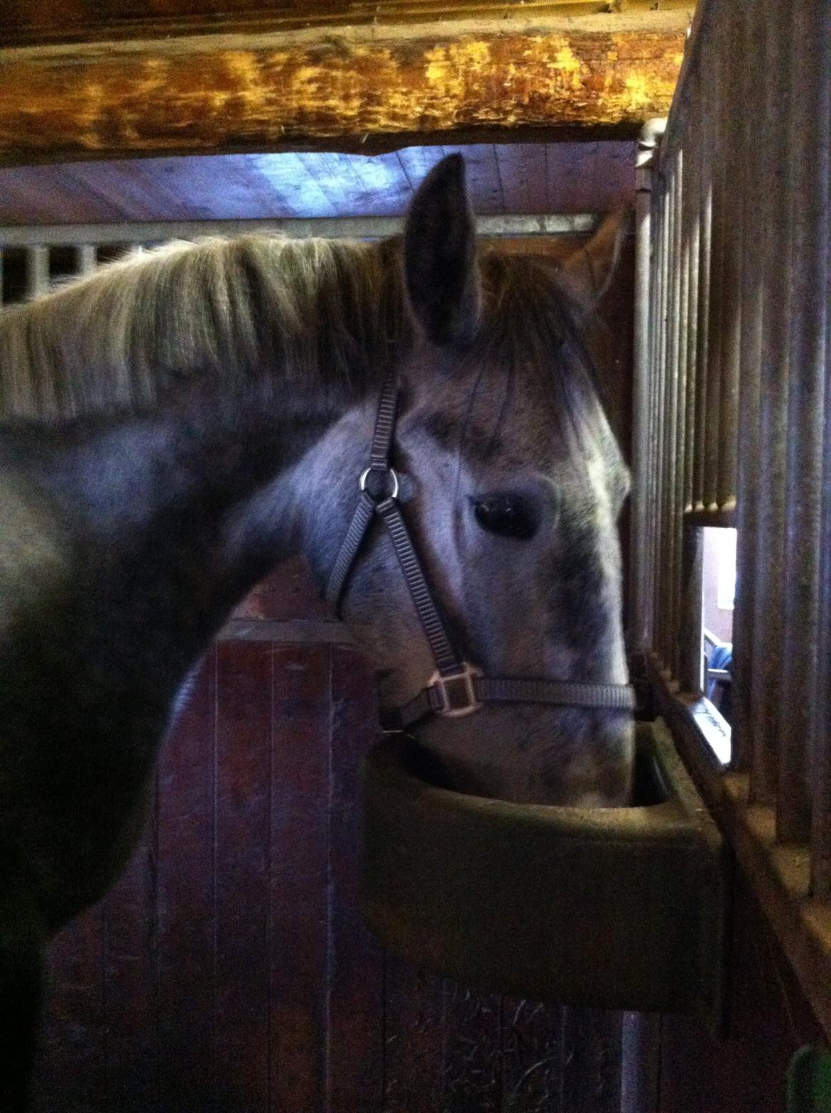 Anden særlig race Neron R.I.P billede 4