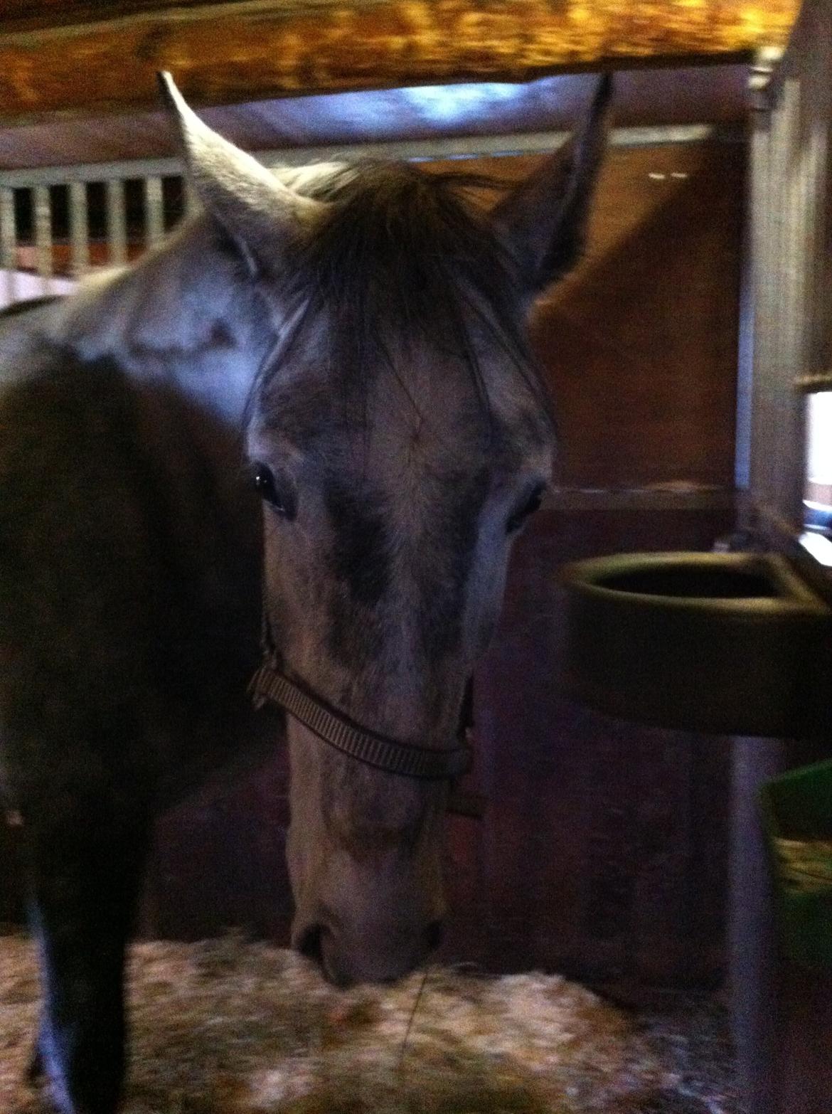 Anden særlig race Neron R.I.P billede 5