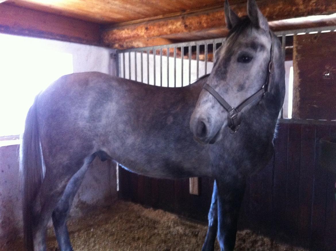 Anden særlig race Neron R.I.P billede 6