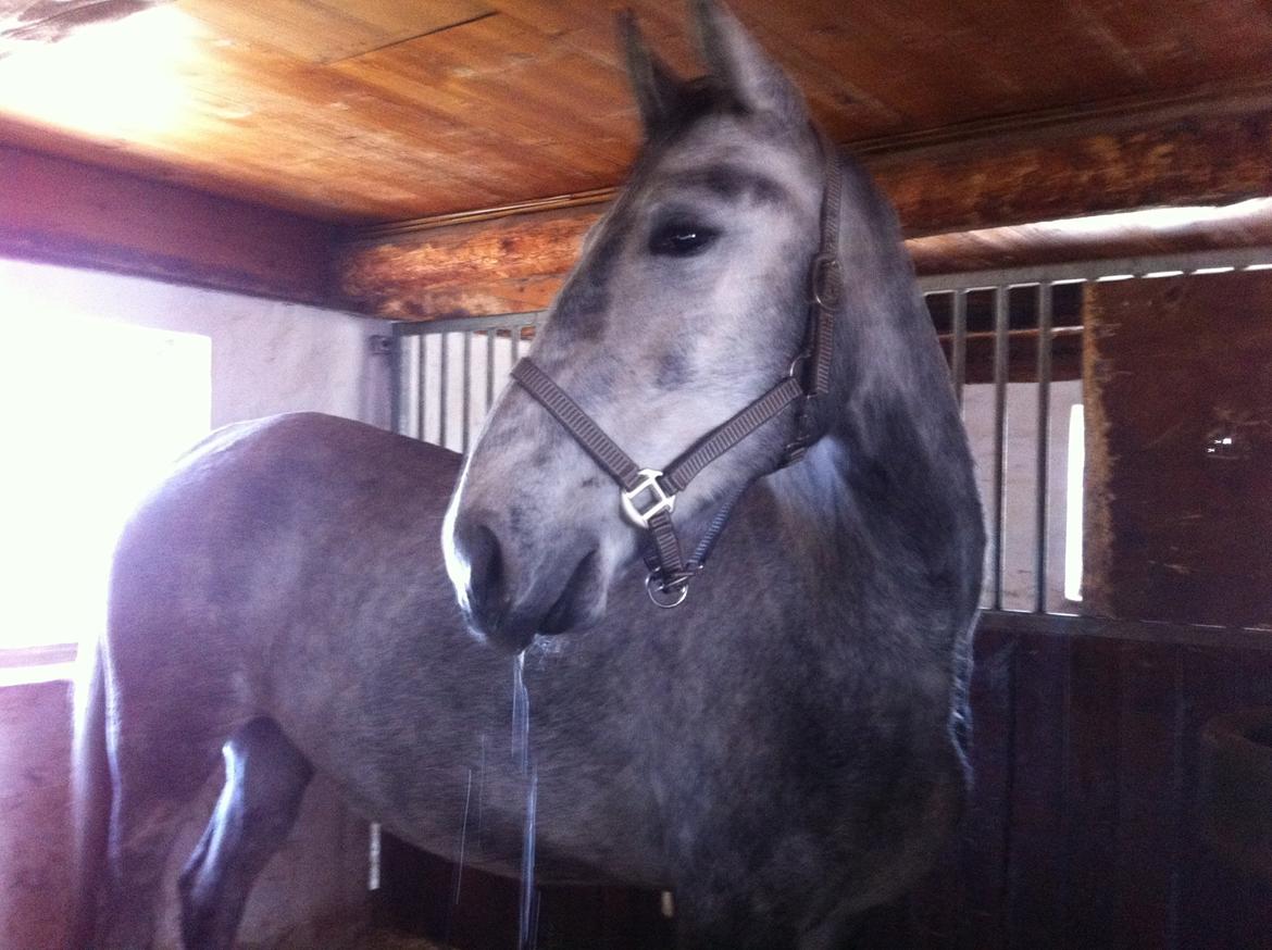 Anden særlig race Neron R.I.P billede 7