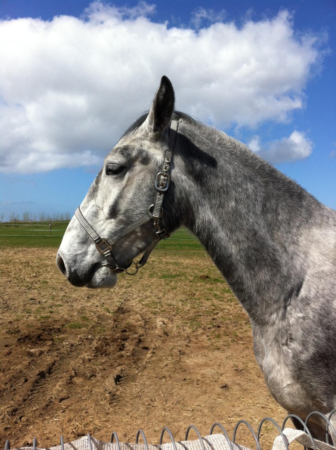 Anden særlig race Neron R.I.P billede 8