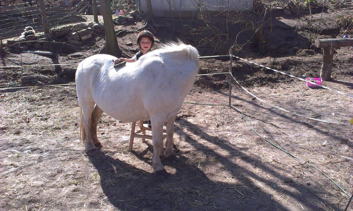 Anden særlig race Herkules - Herkules vil gerne snakke med Annika mens huns børster han :) billede 16