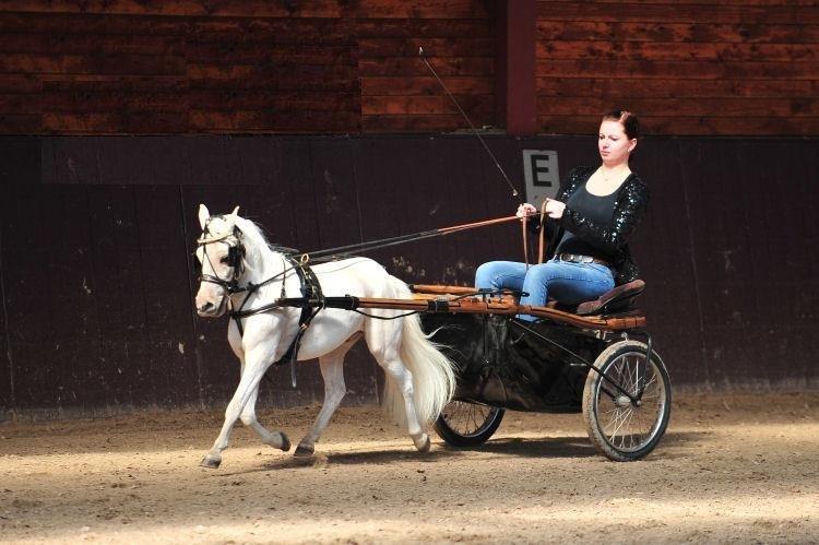 Amerikansk Miniature Seahorse Gold Melody Double Dare billede 3