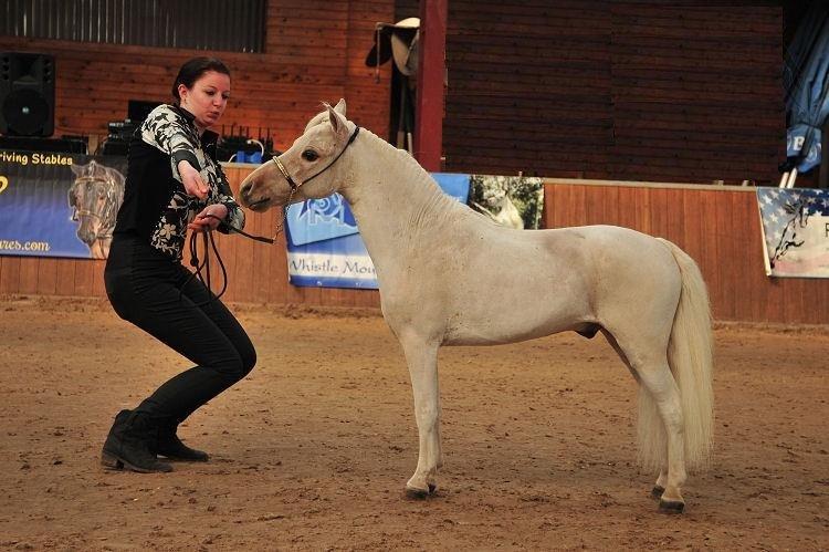 Amerikansk Miniature Seahorse Gold Melody Double Dare billede 6