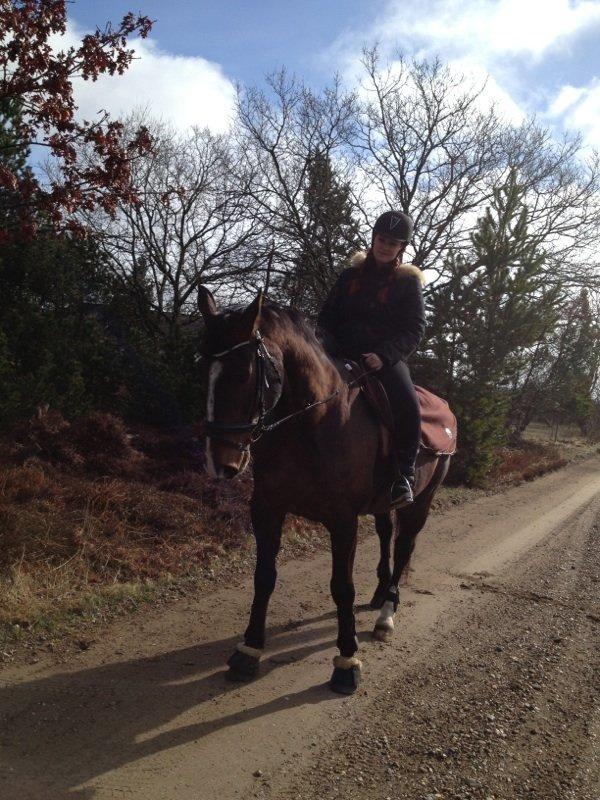 Dansk Varmblod Chrevi's castellano billede 7