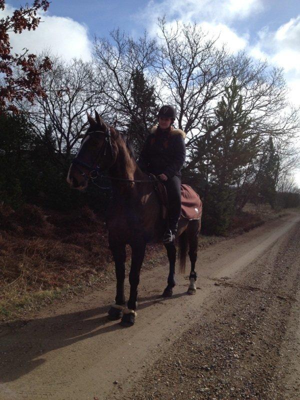 Dansk Varmblod Chrevi's castellano billede 8