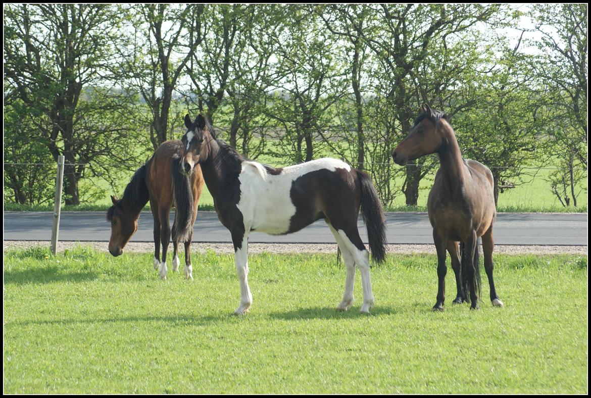 Pinto Skovsmindes Dorejo billede 6