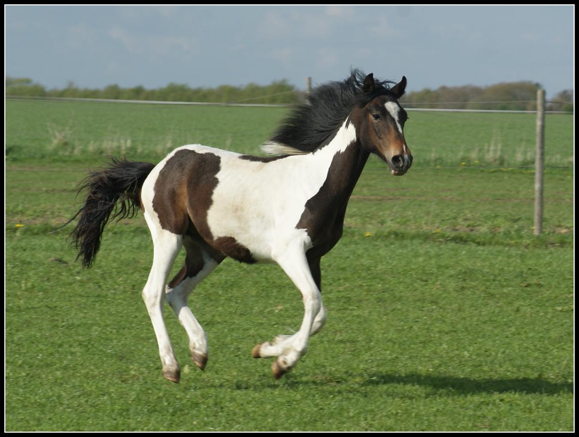 Pinto Skovsmindes Dorejo - 14/05/2013 billede 5