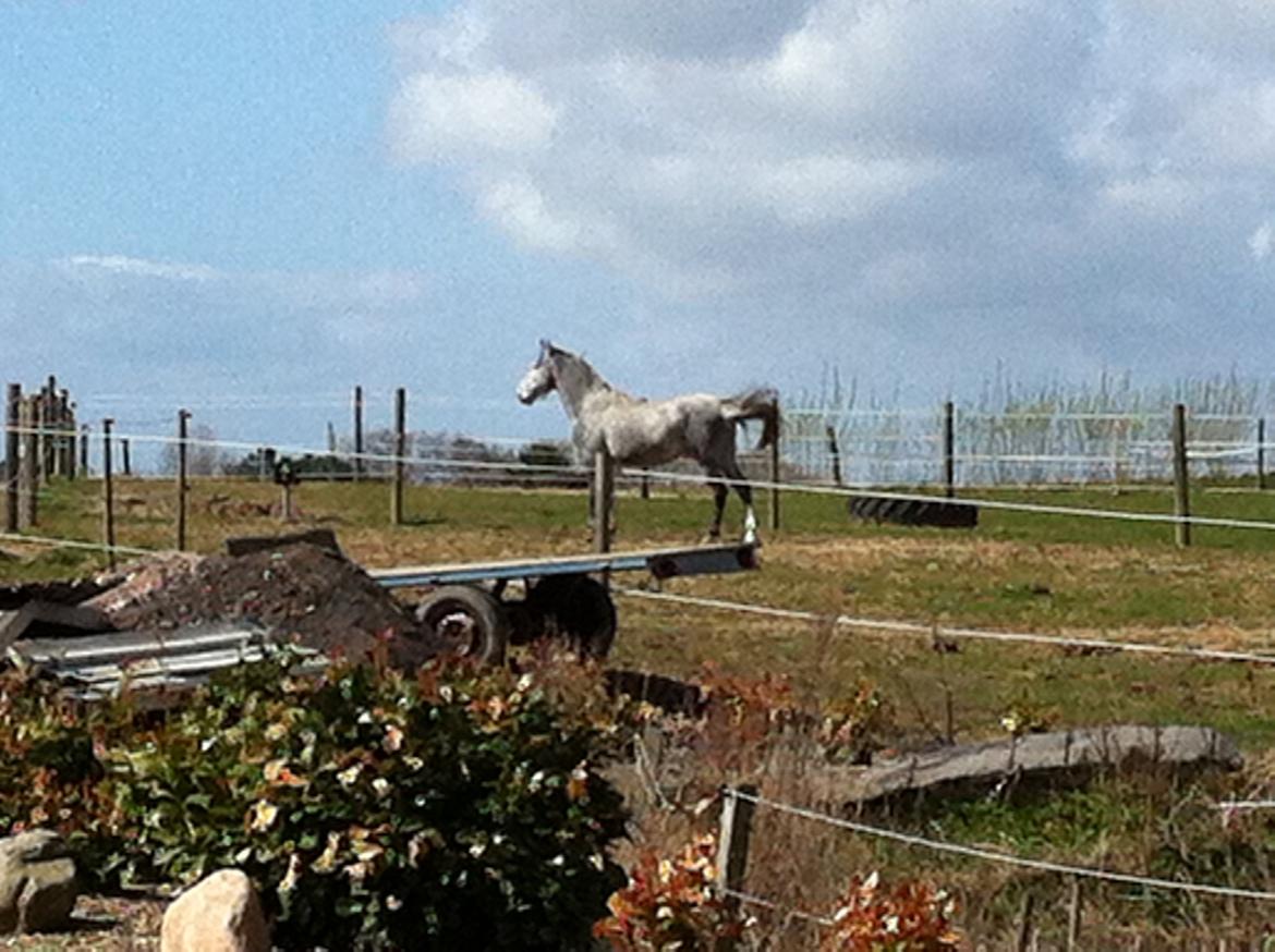Anden særlig race Neron R.I.P billede 9