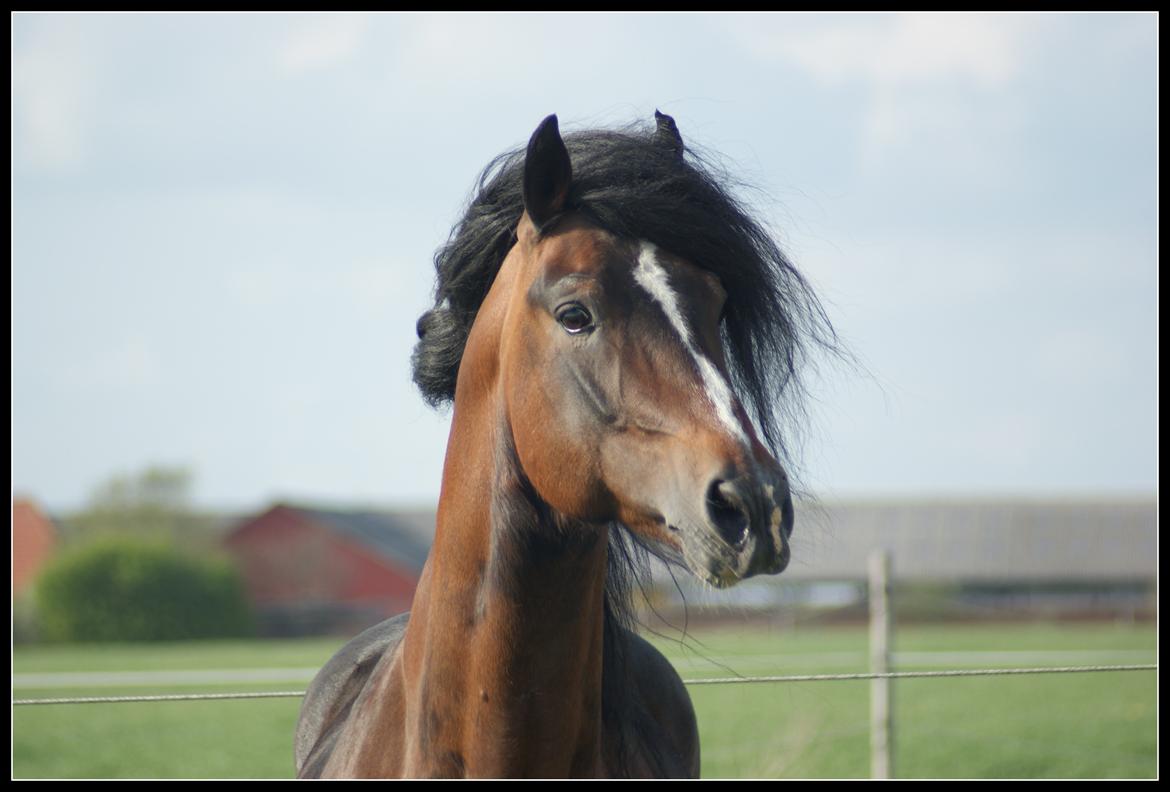 Welsh Cob (sec D) Glanvyrnwy Squire - 15/05/2013. Velkommen til min profil billede 1