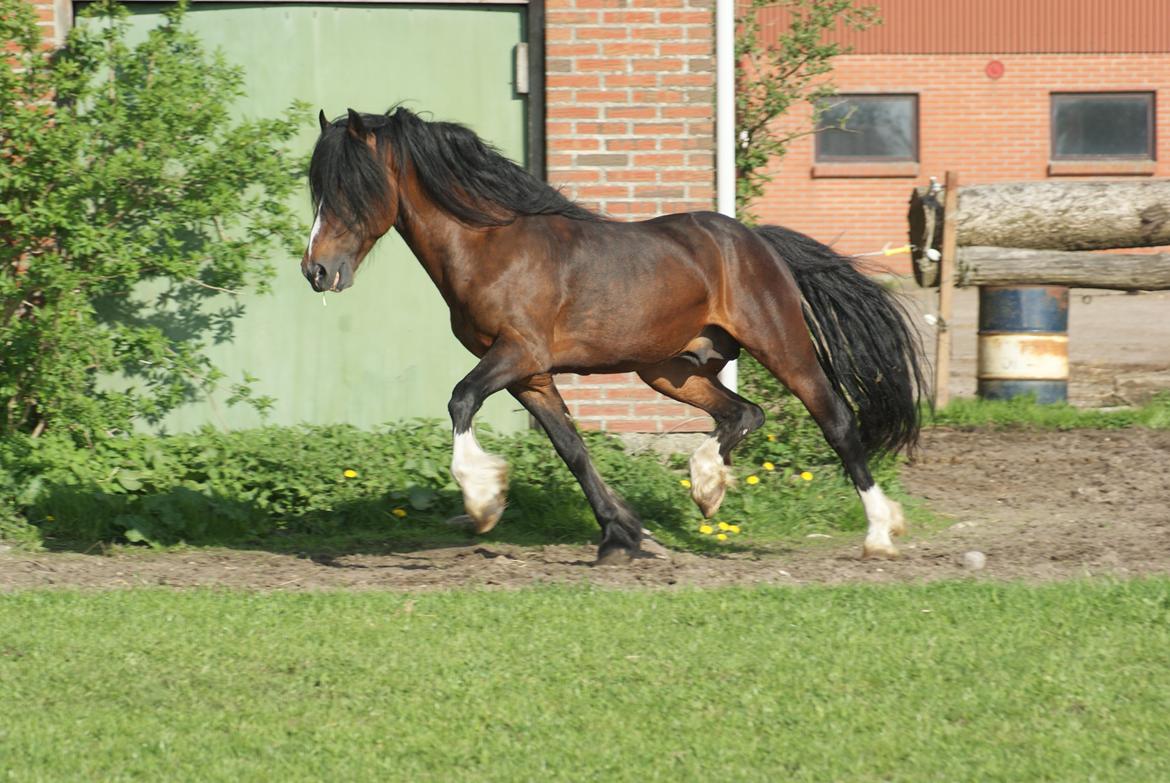 Welsh Cob (sec D) Glanvyrnwy Squire - 14/05/2013 billede 3