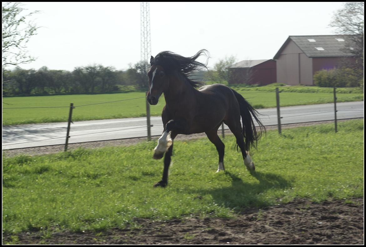 Welsh Cob (sec D) Glanvyrnwy Squire - 14/05/2013 billede 8