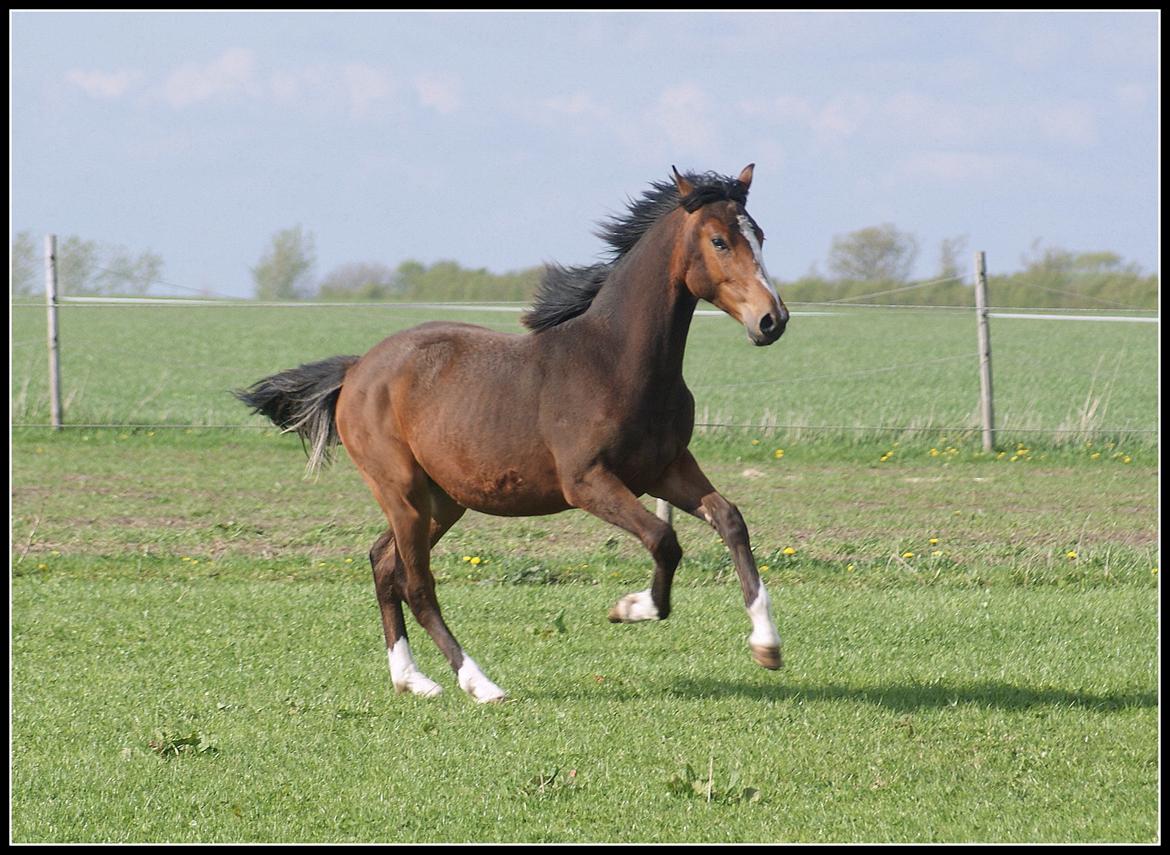 Welsh Partbred (Sec F) Skovsmindes Angelique (Angie) - 13/05/2013 billede 9