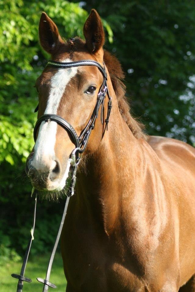 Traver Powerful Winning billede 16