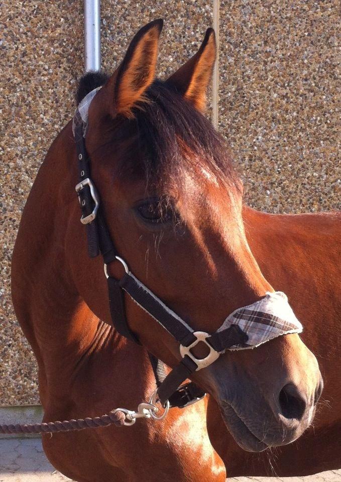 Anden særlig race starlight (R.I.P) <3 billede 19