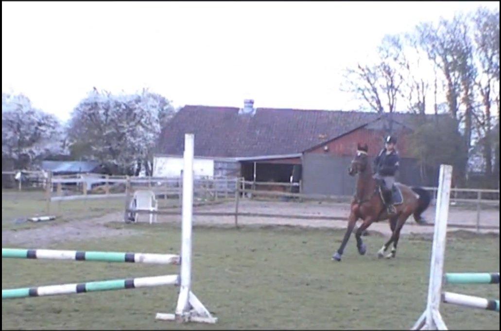 Dansk Varmblod Rikke*Stjerne* - Springtræning den 12.maj 2013 :) beklager kvalitet, taget fra video :) billede 5