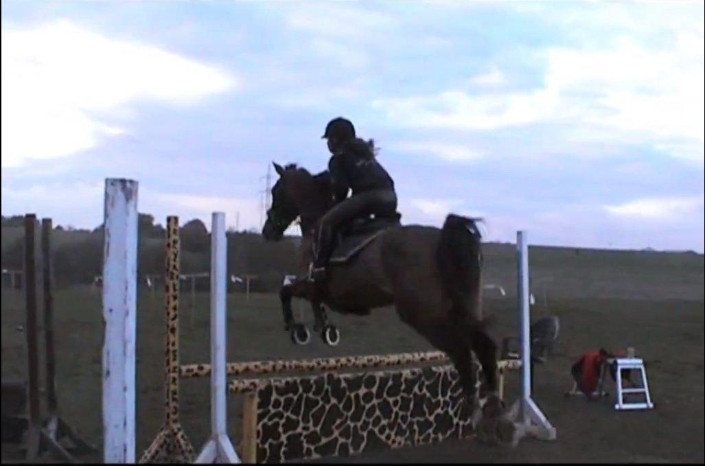 Dansk Varmblod Rikke*Stjerne* - Springtræning den 12.maj 2013 :) beklager kvalitet, taget fra video :) billede 6