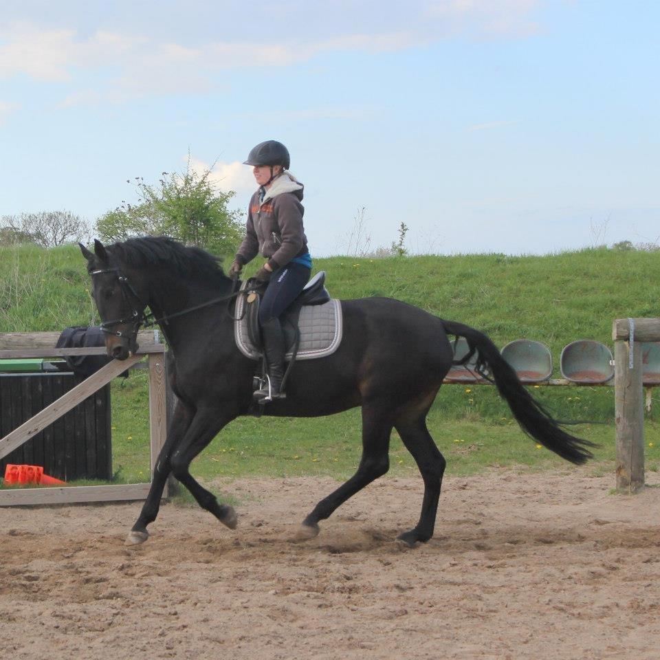 Oldenborg Kirsebærsgården Cayenne billede 2